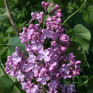 Syringa Katherine  Havemeyer  Lilac