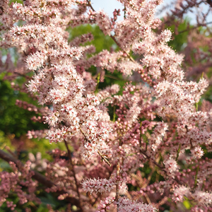 Tamarix parviflora (syn. tetrandra)