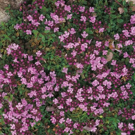 Thyme Creeping Seeds