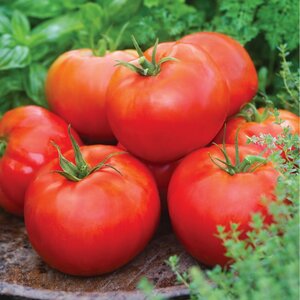 Tomato Big Daddy Seeds