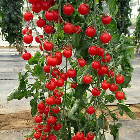 Tomato Bite Size Seeds