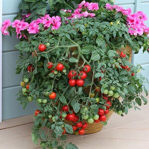 Tomato Tumbling Tom Red Seeds