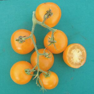 Tomato Yellow Perfection Organic Seeds