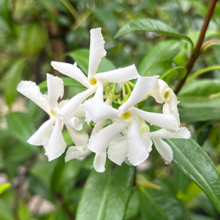 Trachelospermum jasminoides