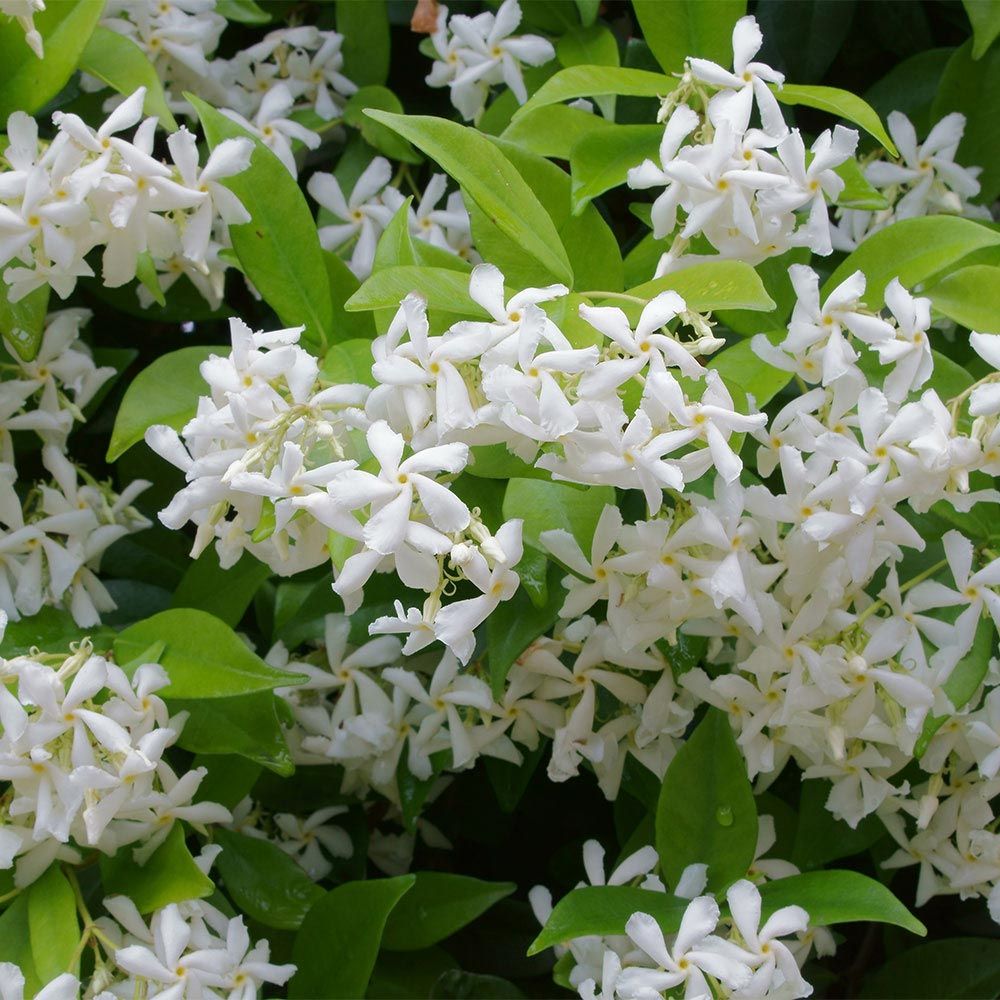 hardy evergreen jasmine