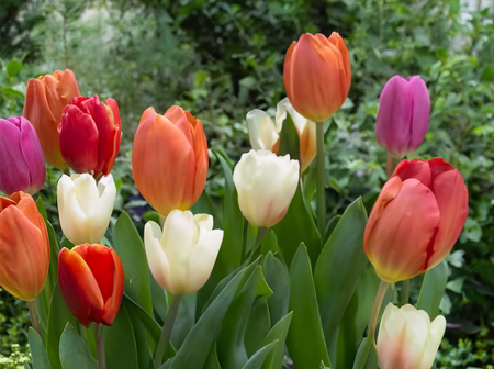 Tulip Cottage Garden Mix 35 bulbs per net