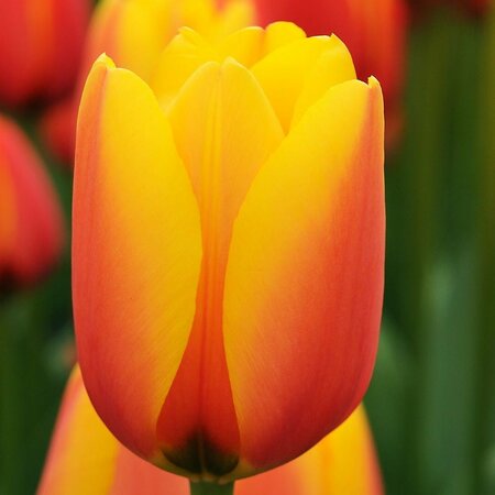 Tulip Darwin Hybr. World Peace