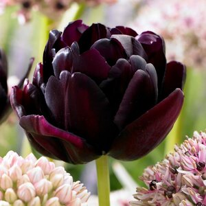 Tulip Double Late Black Hero