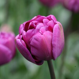 Tulip Double Late Blue Diamond