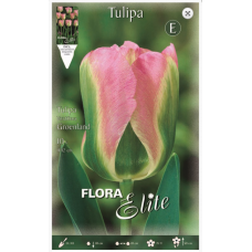 Tulip Groenland