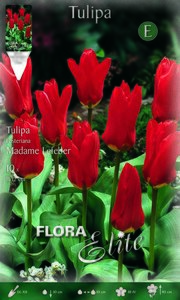 Tulip Madame Lefeber