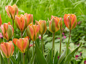 Tulip Orange Marmalade