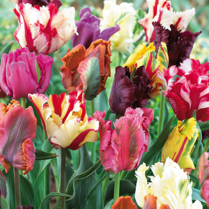 Tulip Parrot Mixed