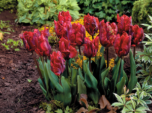 Tulip Parrot Rococo