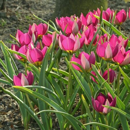 Tulip Persian Pearl