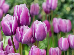 Tulip Purple Elegance