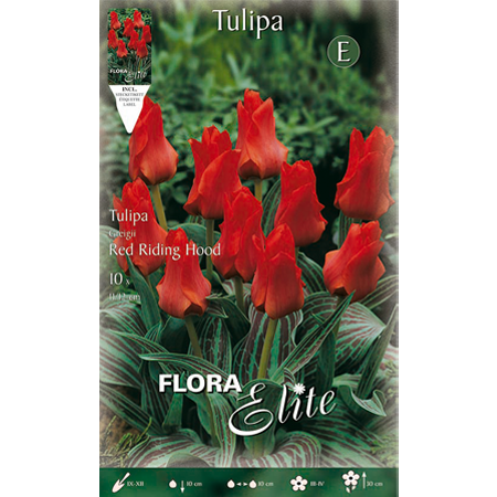 Tulip Red Riding Hood