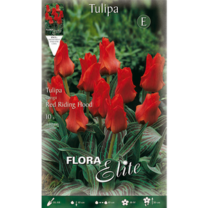 Tulip Red Riding Hood