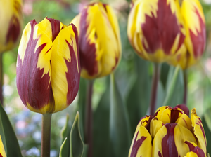 Tulip Rembrandt (striped) Helmar