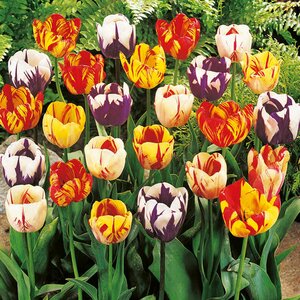 Tulip Rembrandt (striped) Mixed