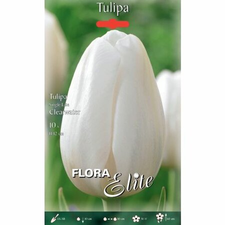 Tulip Single Late Clearwater