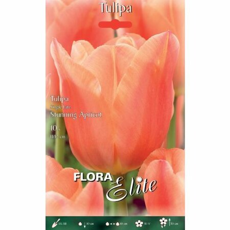 Tulip Single Late Stunning Apricot