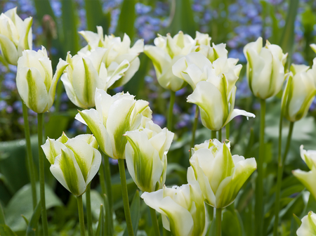 Tulip Spring Green