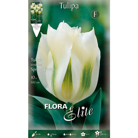 Tulip Spring Green