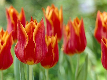 Tulip Synaeda Orange