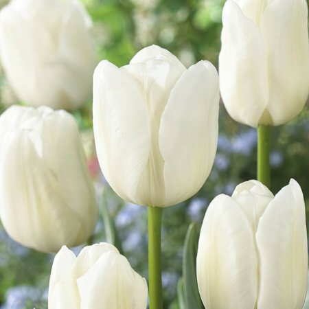 Tulip Triumph Agrass White