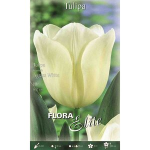 Tulip Triumph Agrass White