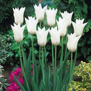 Tulip White Triumphator