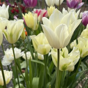 Tulip White Triumphator