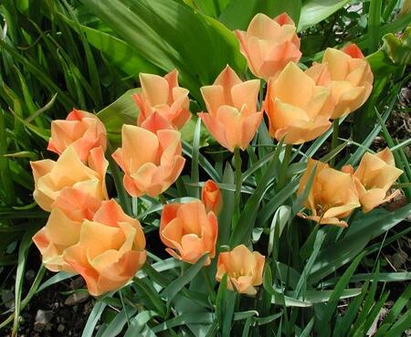 Tulipa Batalinii Bright Gem