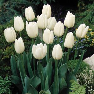 Tulipa Darwin Hybrid Hakuun