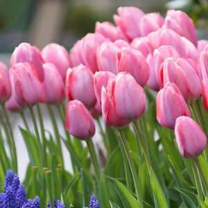 Tulipa Darwin Hybrid Mystic van Eijk