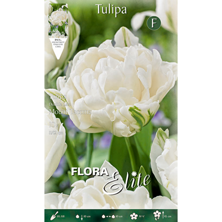 Tulipa Double late Mount Tacoma