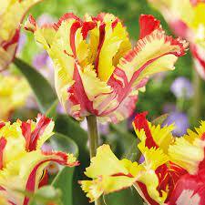 Tulipa Flaming Parrot