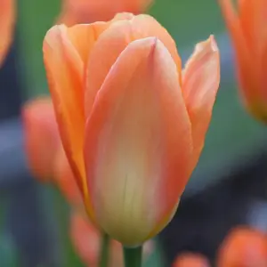 Tulipa Fosteriana Orange Emperor