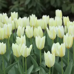 Tulipa fosteriana Purissima