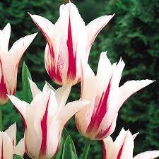 Tulipa Lily Flowered Marilyn