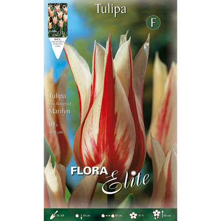 Tulipa Lily Flowered Marilyn