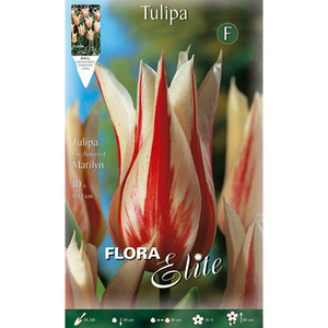 Tulipa Lily Flowered Marilyn