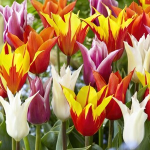 Tulipa Lily Flowered Mixed