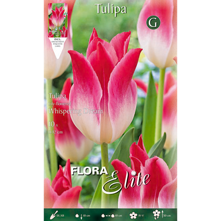 Tulipa Lily Flowered Whispering Dream