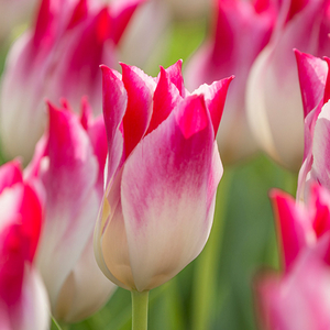 Tulipa Lily Flowered Whispering Dream