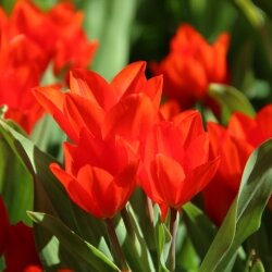 Tulipa Multiflow Praestans Zwanenburg