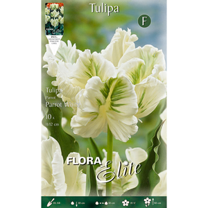 Tulipa Parrot White