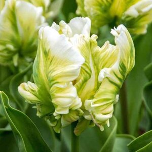 Tulipa Parrot White