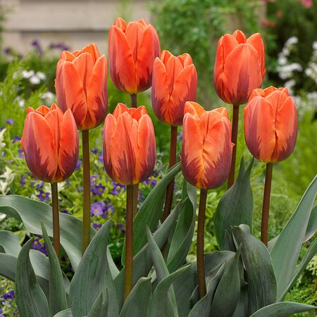 Tulipa Prinses Irene